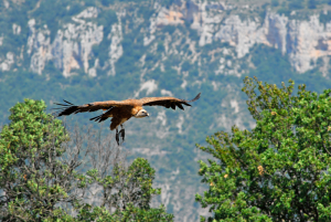 Vautours de Lozère